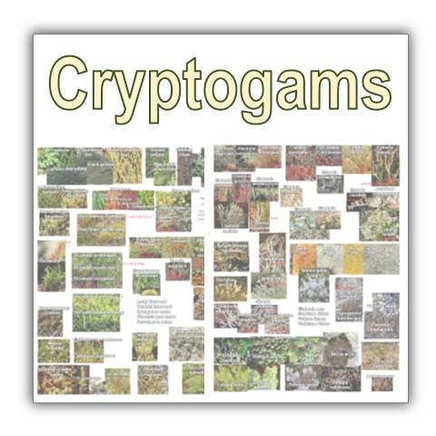 pdf Quick Guide to Bryophytes (Mosses) and Fungi
